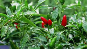 African food habits chili pepper